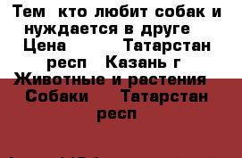 Тем, кто любит собак и нуждается в друге. › Цена ­ 100 - Татарстан респ., Казань г. Животные и растения » Собаки   . Татарстан респ.